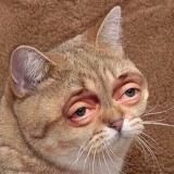 TUCHΔ