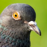 BirdSPb birdwatcher Птицы