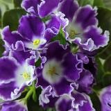 🌸🌺🌸Цветочная мозаика🌸🌺🌸Ташкент