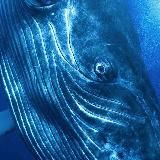 КРУГЛАЯ БЕРЛОГА