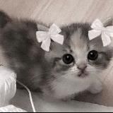 ✧𝐓𝐞𝐥𝐞𝐠𝐫𝐚𝐦 𝐑𝐨✧