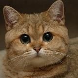 Без кота и жизнь не та