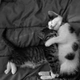 целую, пока