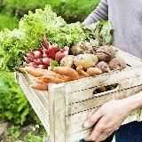 Дача и огород