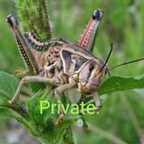 Энтомологическая лаборатория (Private).