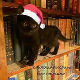 книжная сторона телеграмма 😼