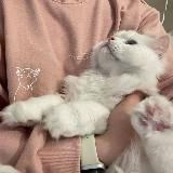 ˖ֺ𓏲࣪. печенье с предсказаниемⴰ༢