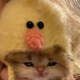 мемные животные