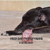 Обед для грейхаундов и не только