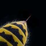 Башкирское жало