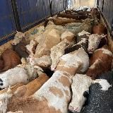 СКОТНЫЙ РЫНОК 🇷🇺🐄🐏🐐