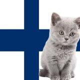 Северный хайп