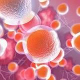 Просто о стволовых клетках