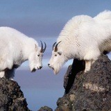 Козлы вонючие, вы что делаете!?