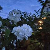 ⋆ 𝅄۫ Уюⲧныū ყгꭷꪒꭷƙ 🪻 ֢ 𔓕