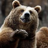 Видмежатина II [ Reborn ]