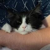 Типа Андреев