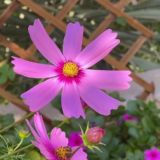 قبسات من نور🌸