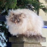 Чат Калининград и Ко