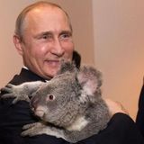 Канал Коалы🐨