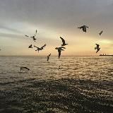 ИЩУ МОДЕЛЬ РОСТОВ (ТФП, TFP)