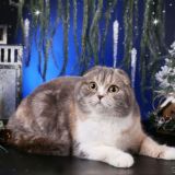 Питомник шотландских кошек и мейнкунов cattery Sckotish and Highland SMIT Cats