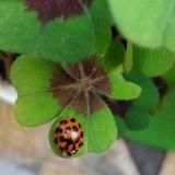 🌞🌛St@rnerQi🌀Mondkalender