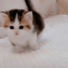 влада крутит мир