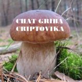 Чат грибов-криптовиков