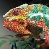 Хамелеончик🦎