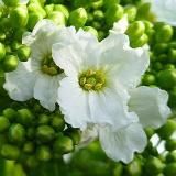 Цветок хрена