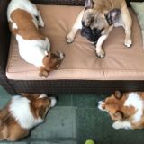 Моё собачье дело.