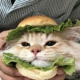 ренард (переехала)