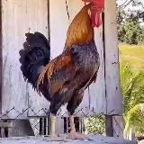 ПЕТУХИ ГАРАНТ @DGurant @garanttgr @Garant_Exp