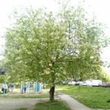 Садовый Пермь Чат