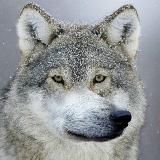 Волк в цирке не выступает