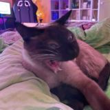 кто сказал мяу