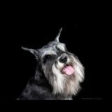 Цвергшнауцеры. Новосибирск. Груминг