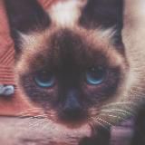 Психогороскоп