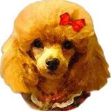 ПудельХелп | помощь Пуделям