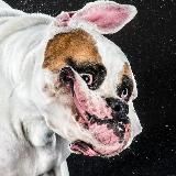 слоумоушен