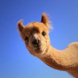 Чат общения🌚❤