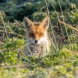 Коnstantin Dem Vision