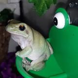 Gadovod | Рептилии и Амфибии