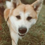 таин чатик!