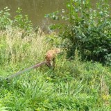 А вот ещё такая была история