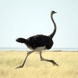 Профсоюз страусов