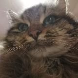 Озвучка трансляций By Kyle