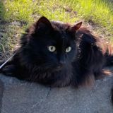 Мысли взрослой женщины в эмиграции Chat