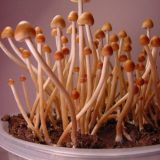 Для улетных трипов🎇👨🎓